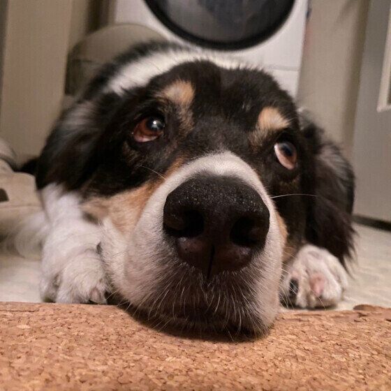 オーストラリアン・シェパード 上目遣い いぬのきもち