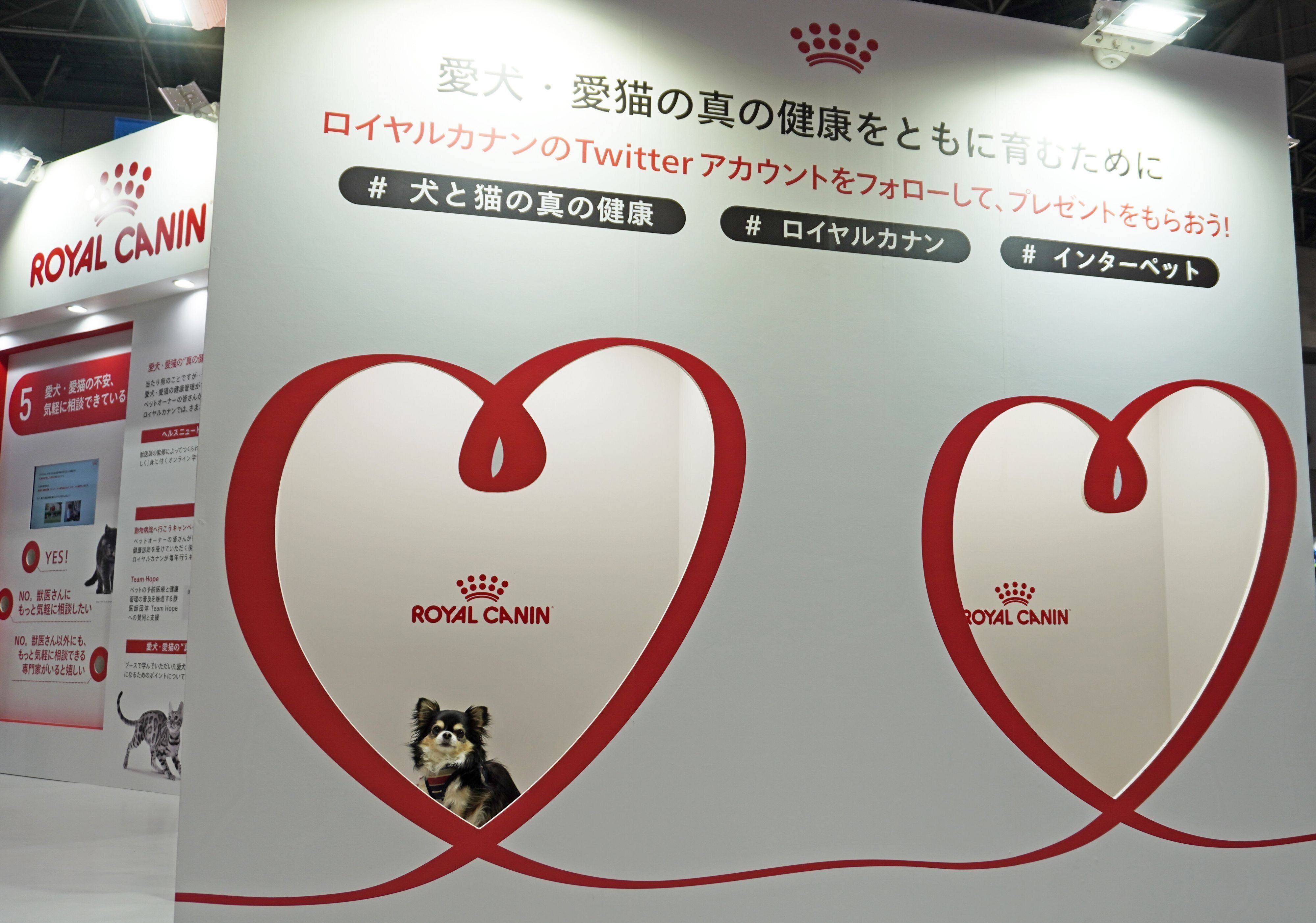 ロイヤルカナンのブースのチワワ