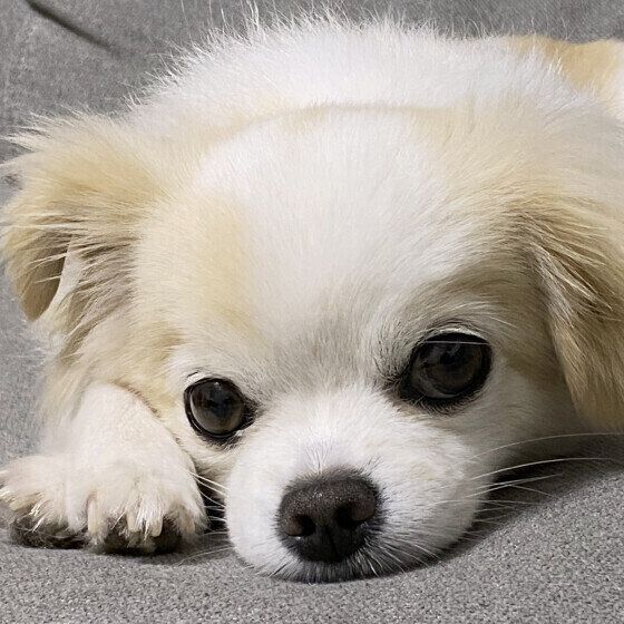 噛めない・食べない？ シニア犬の食事の変化と老化のサイン いぬのきもち