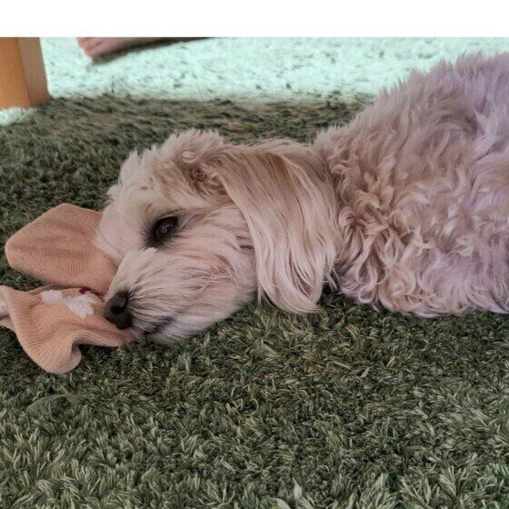 靴下にスリスリ