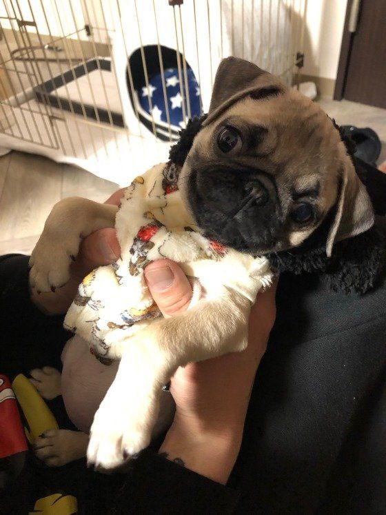 抱っこされるパグ