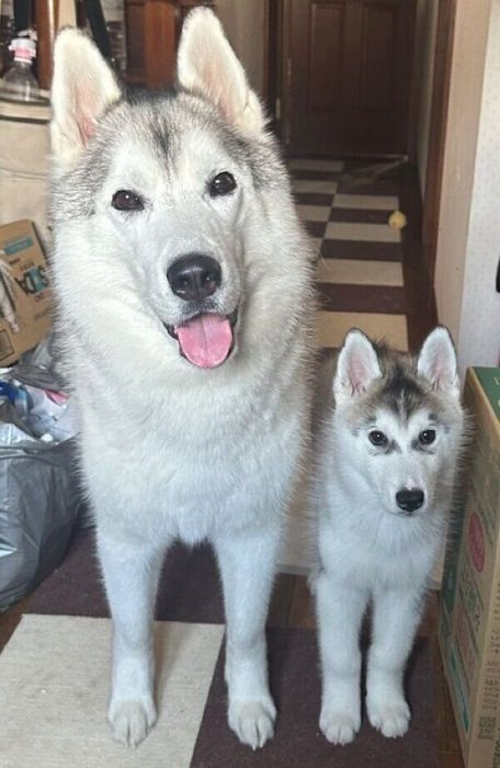 虎太郎くんと琥珀ちゃんコンビ