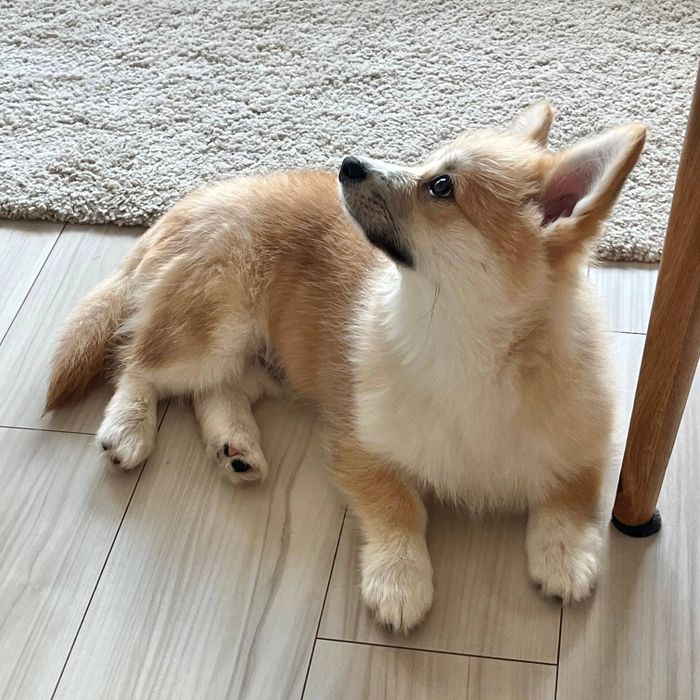 飼い主さんの顔を見るチャビくん