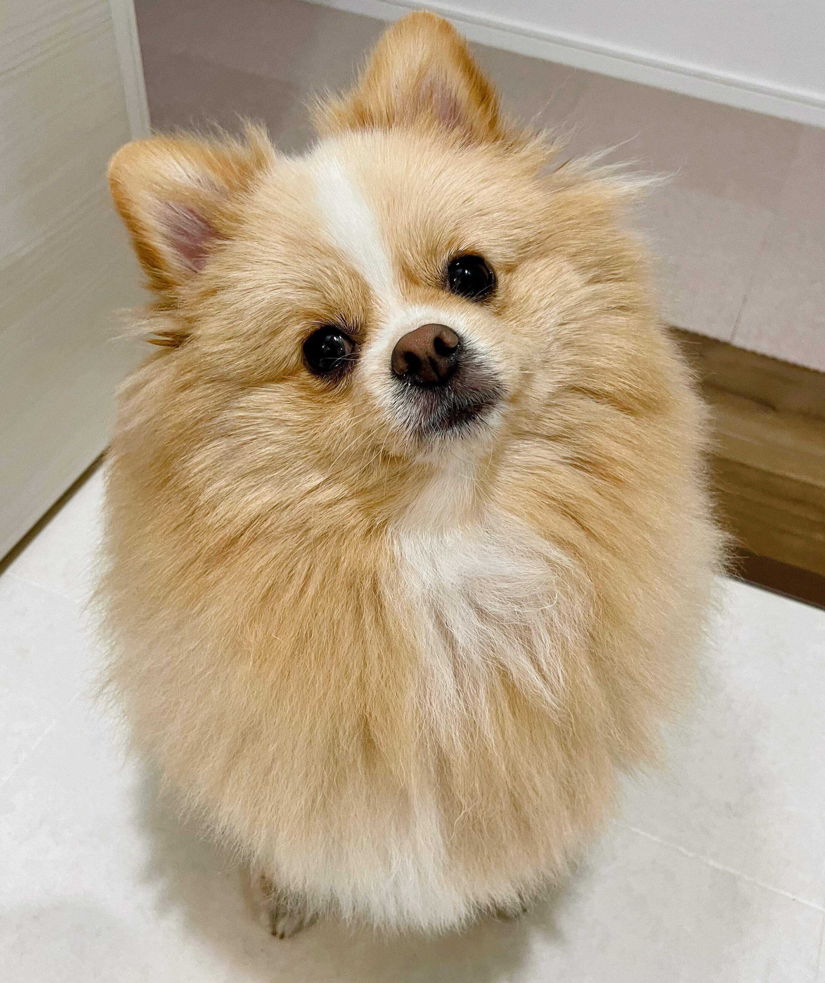 別の日に、シャンプー待ちして首をかしげるピカルディくん