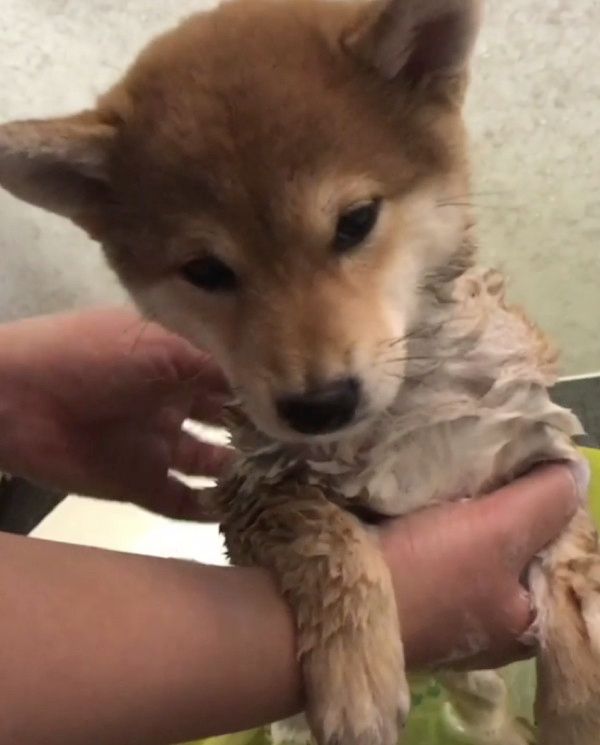 初シャンプーする柴犬