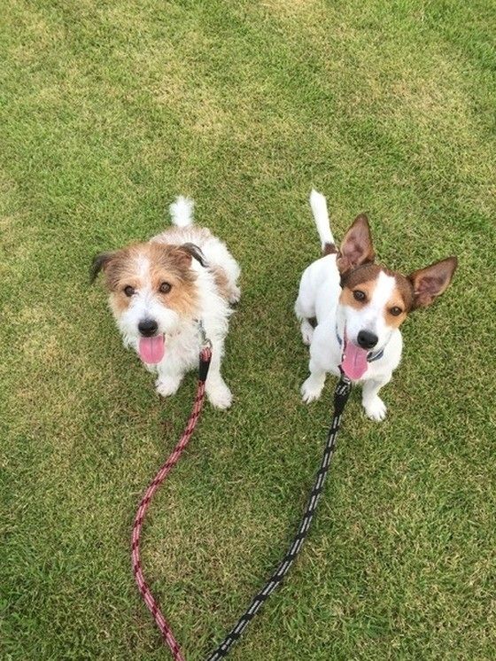 ジャックラッセルテリア