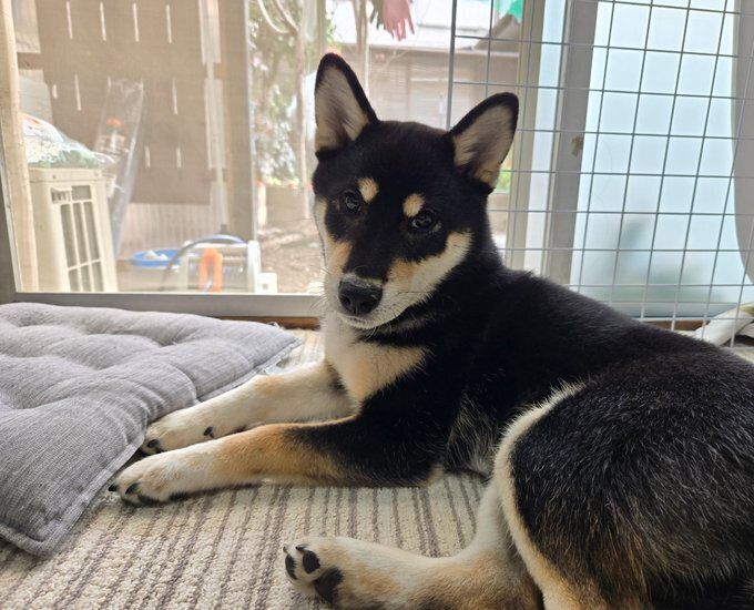 部屋でくつろぐ柴犬の子犬