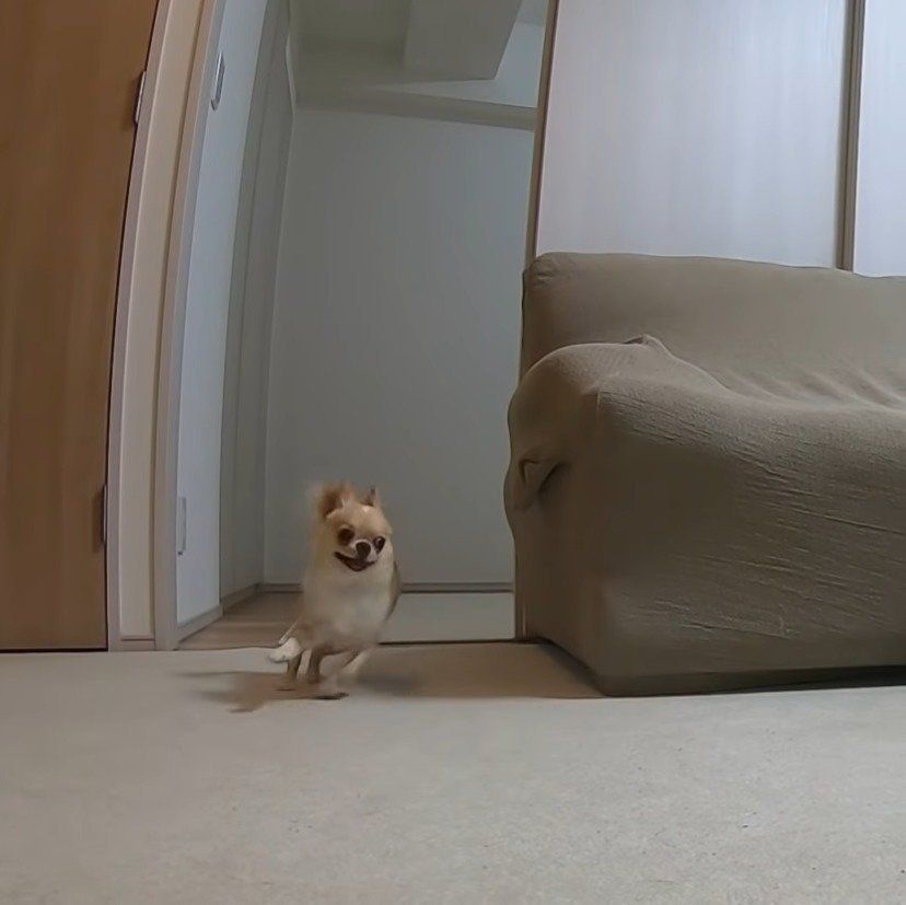 走るみるくちゃん