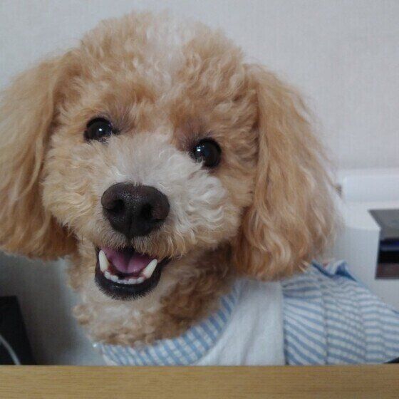 トイ・プードルのハービーくん