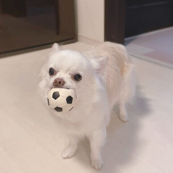 犬のクッシング症候群(副腎皮質機能亢進症)の原因と症状、治療法とは いぬのきもち