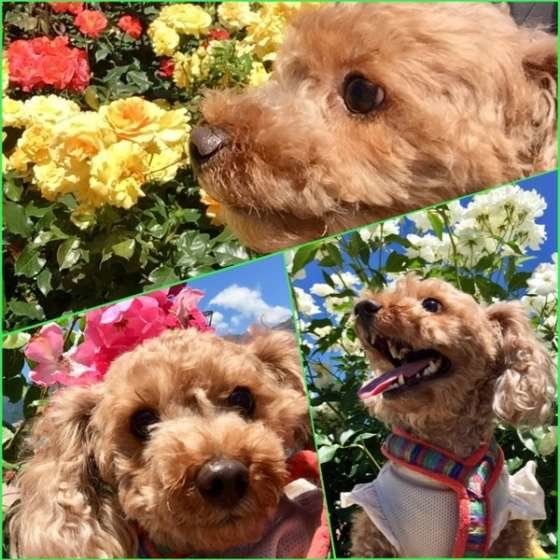 バラ園にてトイ・プードル