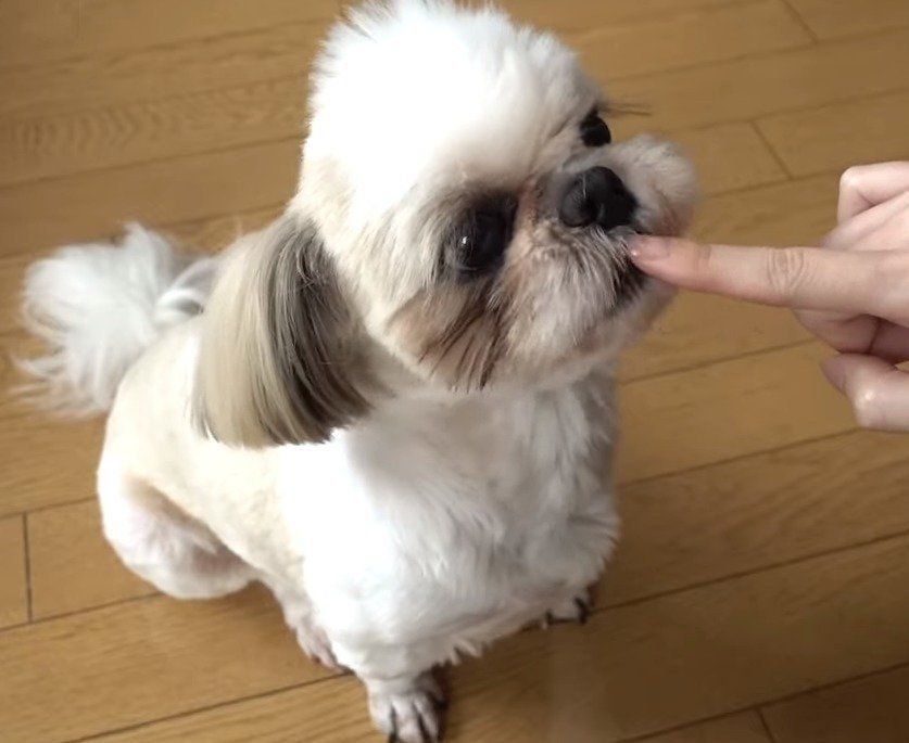 においをかぐ犬