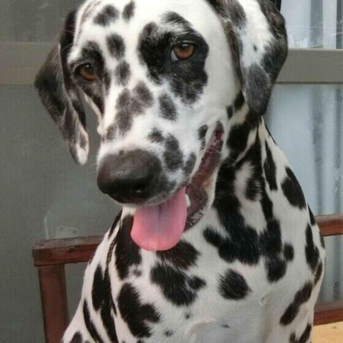 知名度抜群 斑点が魅力的な ダルメシアン どんな犬か知ってる いぬのきもちweb Magazine 知名度抜群 斑点が魅力的な ダルメシアン どんな犬か知ってる いぬのきもちweb Magazine