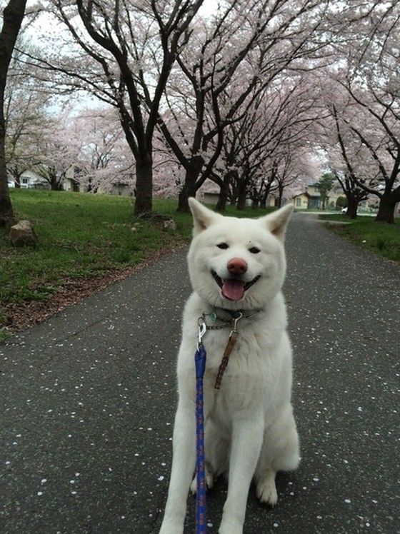 秋田犬のマシュマロくん