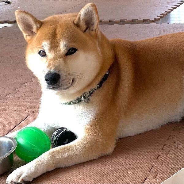 おもちゃを集める十和くん