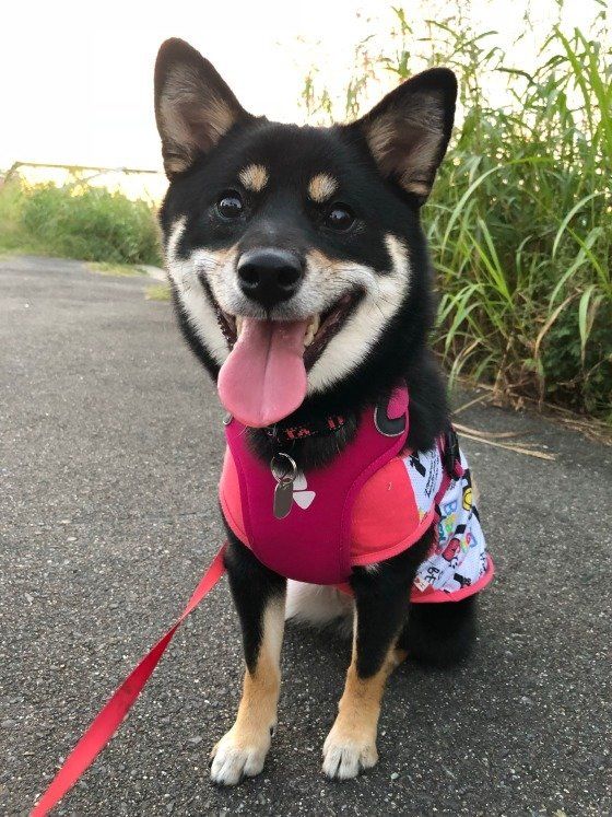 愛犬がほかの犬に噛まれたら 知っておきたいとっさの対応 いぬのきもちweb Magazine