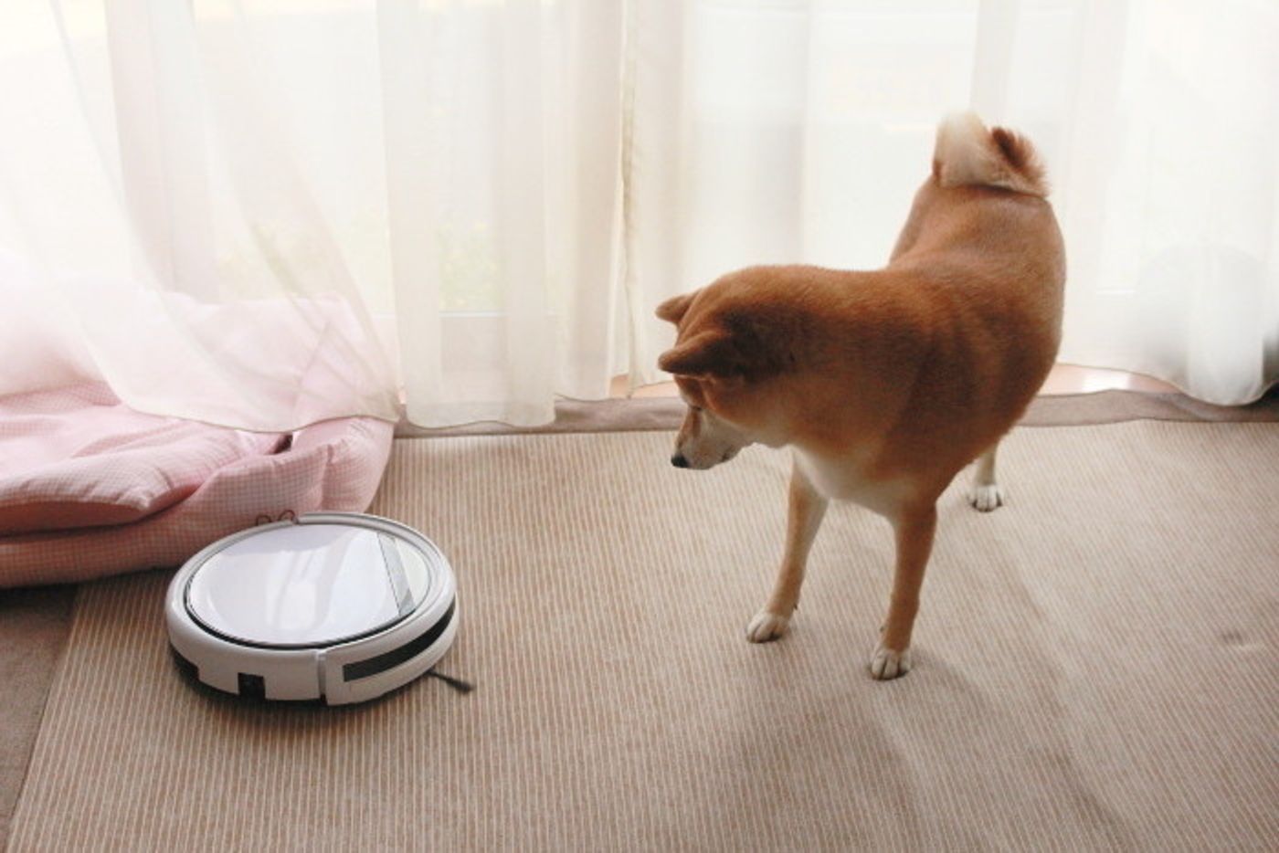 柴犬マロたん 6年ぶりにやってきたロボット掃除機と対面 戦いの行方はいかに いぬのきもちweb Magazine