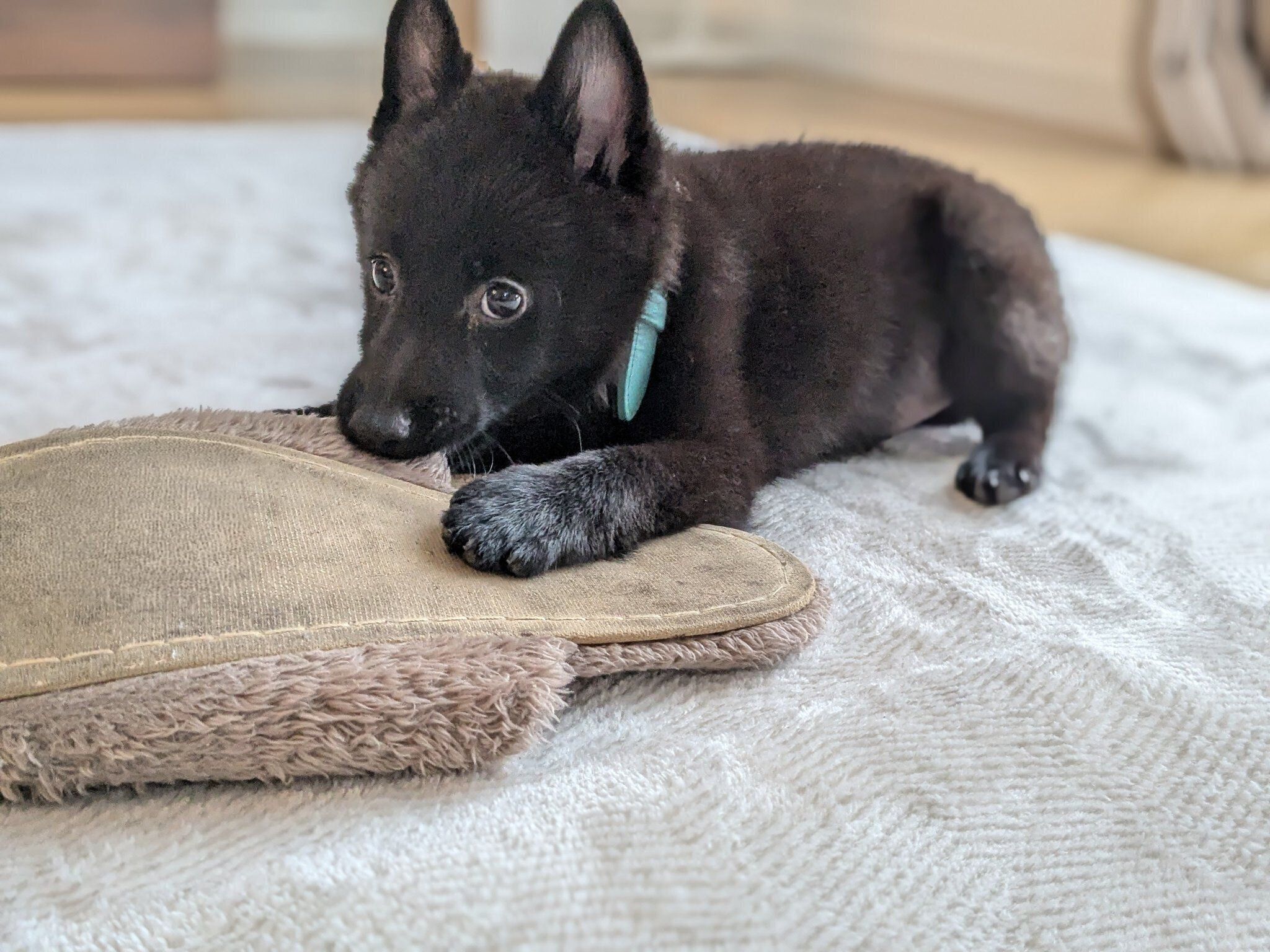 生後2カ月頃のスキッパーキ