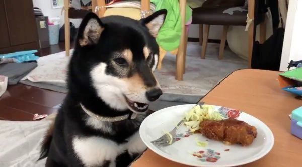 ごはんを見て我慢するすずちゃん