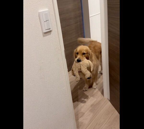 ぬいぐるみをくわえながら出迎えるアルフくん