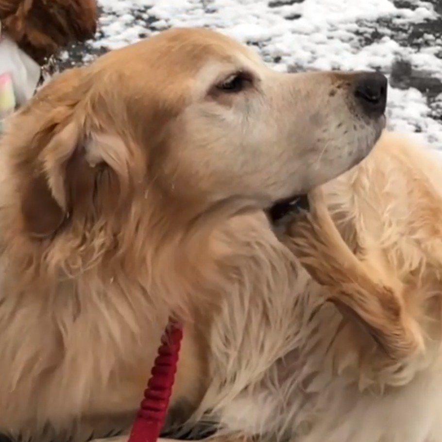顎をかくワンちゃんをスロー再生してみると…