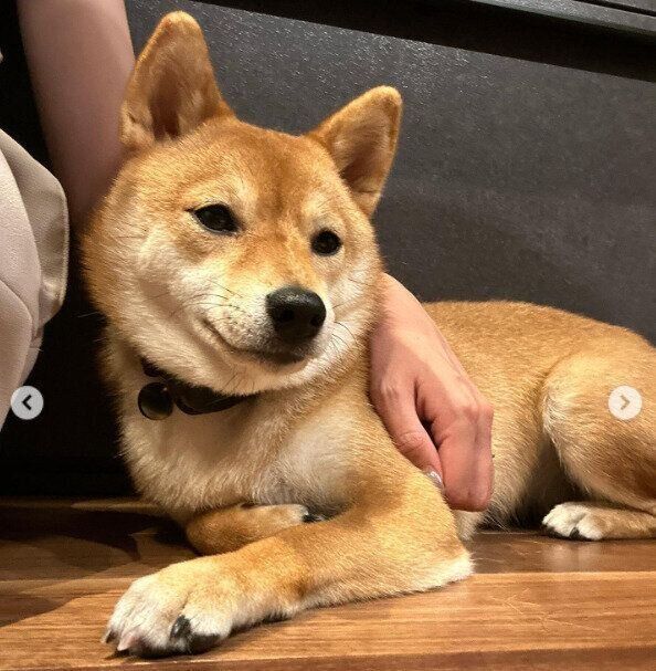 飼い主さんにもたれかかるまるちゃん