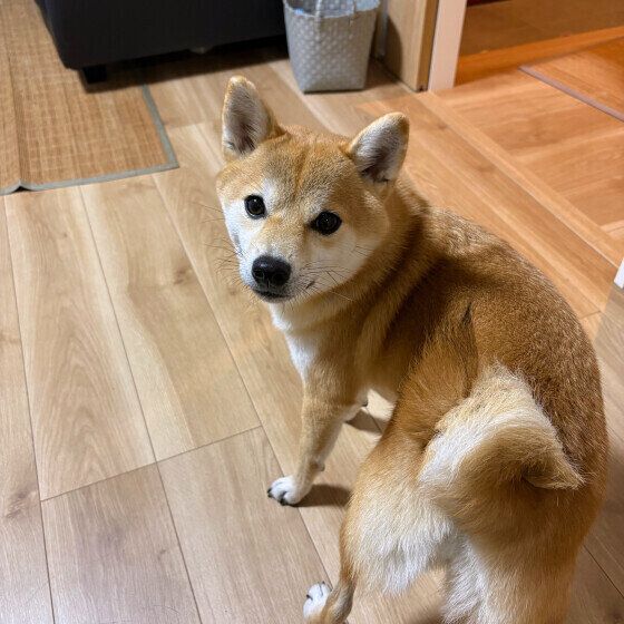 後ろをふり向く柴犬