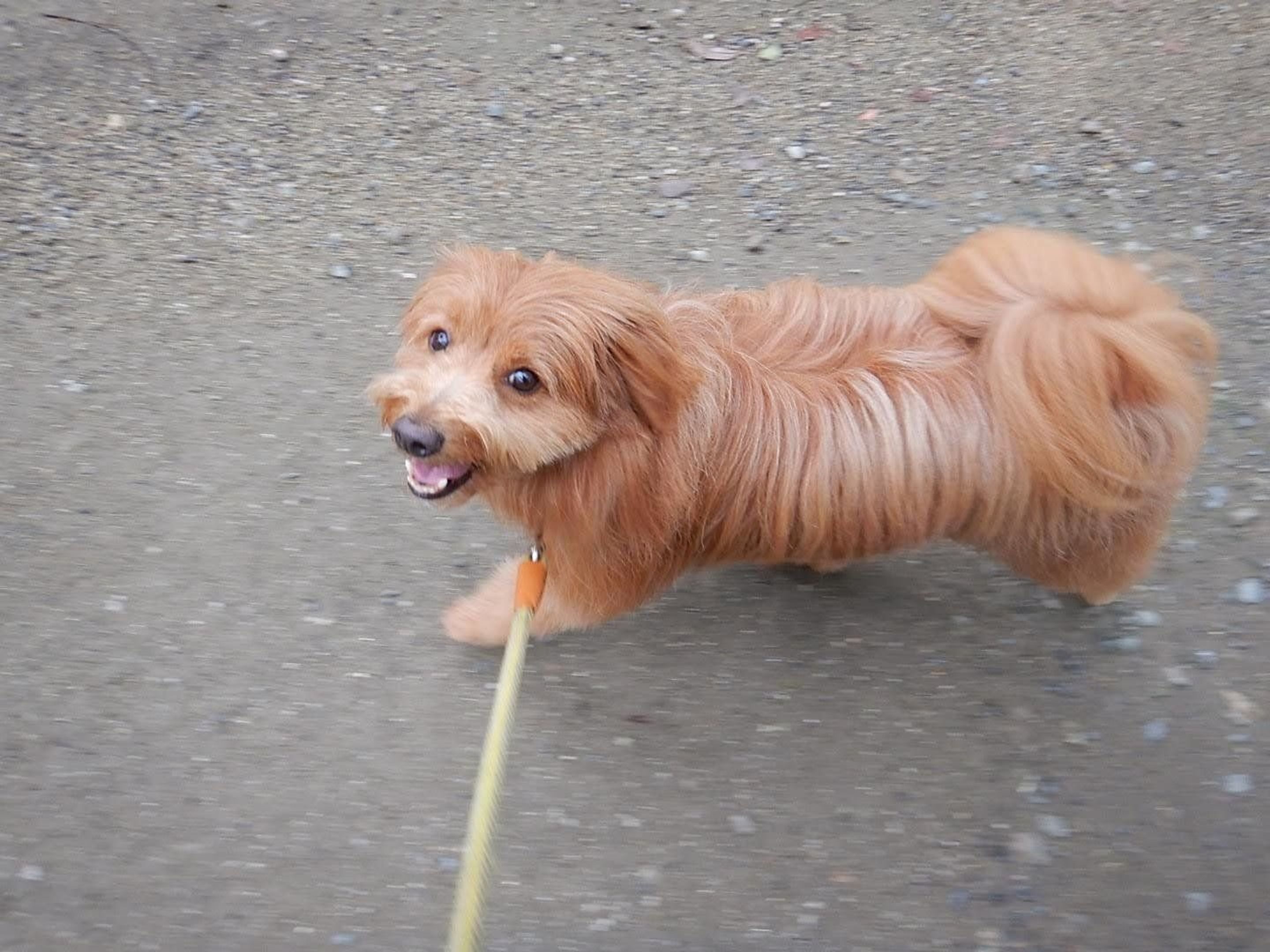 だるまさん転んだ 状態の散歩 連載 こぐま犬てんすけ Vol 30 いぬのきもちweb Magazine だるまさん転んだ 状態の散歩 連載 こぐま犬てんすけ Vol 30 いぬのきもちweb Magazine