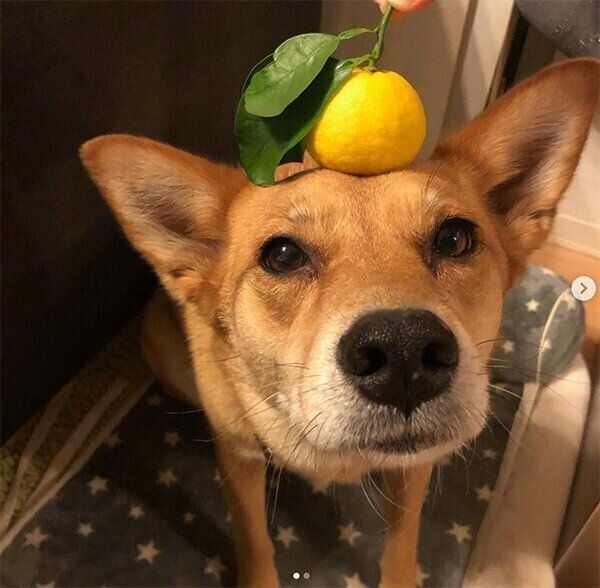 頭にゆずを乗せるゆずちゃん