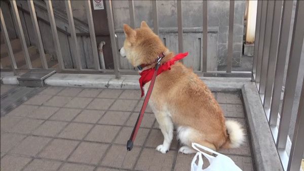 ご主人をお出迎えする柴犬