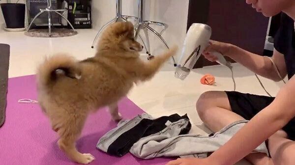 ドライヤーに興味を示すラテちゃん