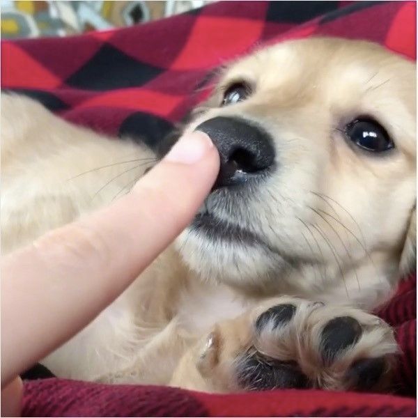 ダックスフンド