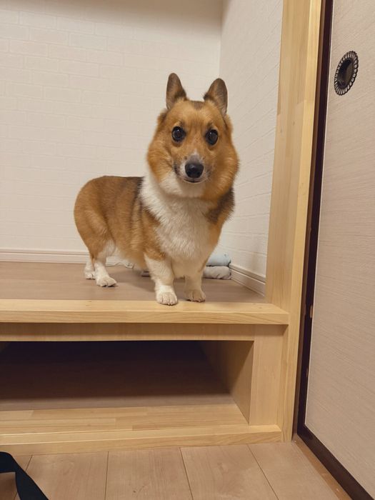 小上がりの段差の上で降りられなくなってしまったちろるくん