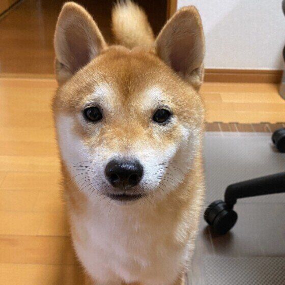 見つめる柴犬