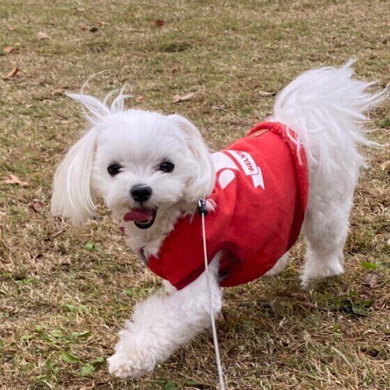 お散歩するマルチーズ