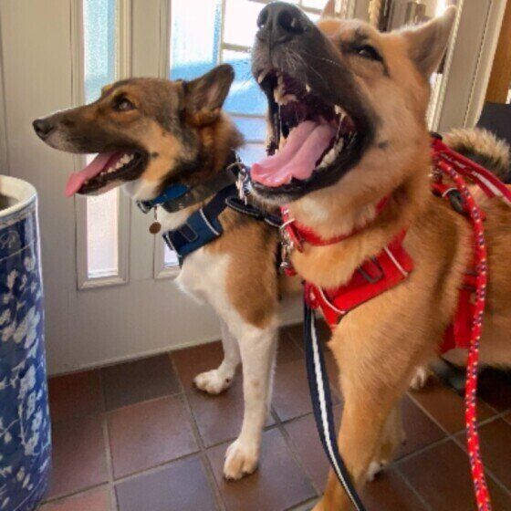 散歩の準備をする犬（MIX）