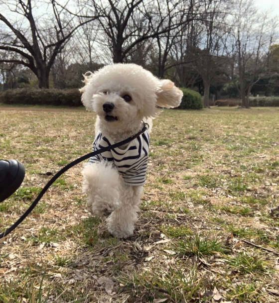 お散歩中♥トイ・プードルのラブ