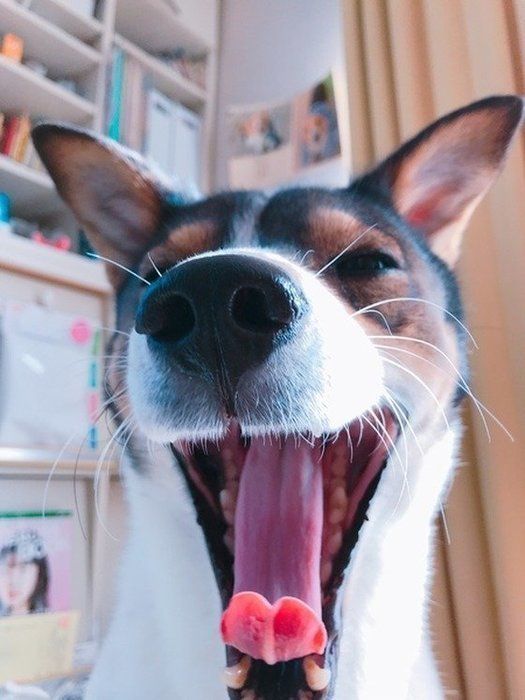 mix（雑種）中型犬の口のアップ