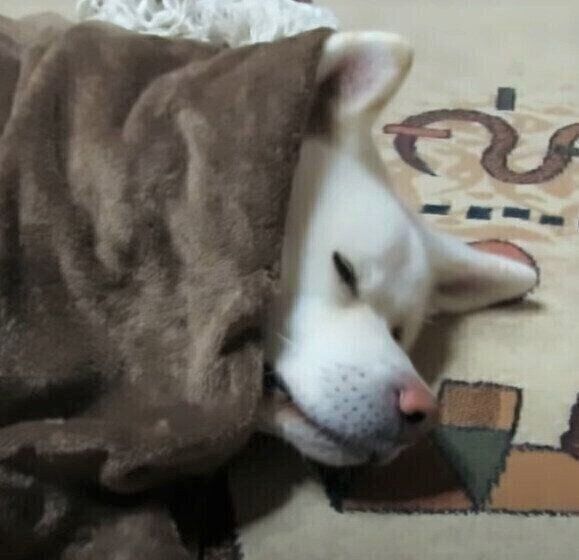 寒がりなモフモフ秋田犬 毛布にくるまる姿がまるで人のようだ いぬのきもちweb Magazine