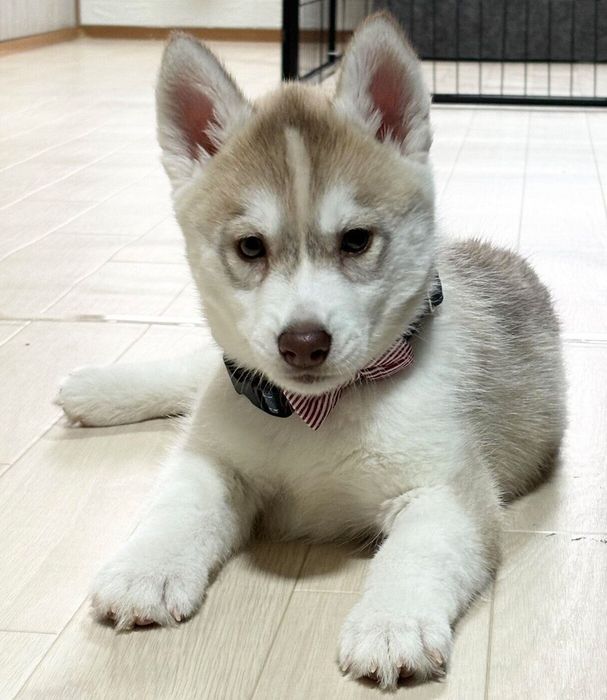 お迎え当時のきなこちゃん