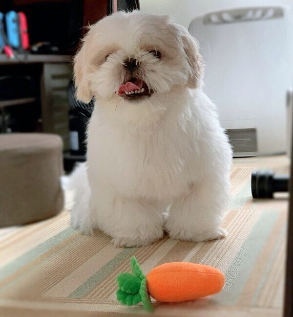 笑顔が可愛らしいもちまるくん