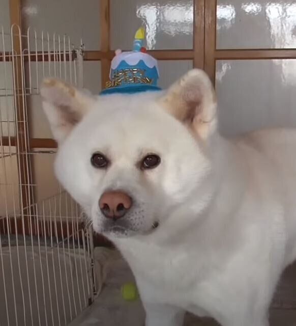 帽子を被る秋田犬