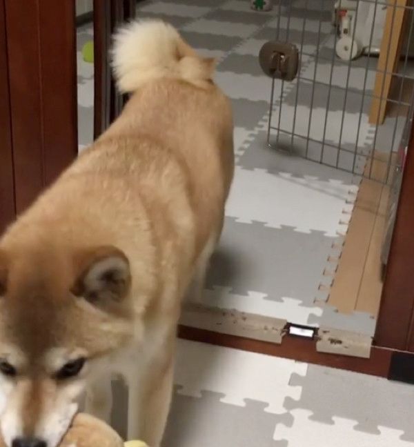 遊んでほしいと静かにアピールする柴犬