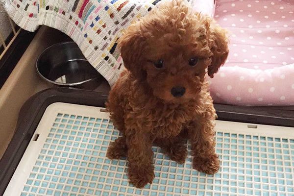 愛犬がウンチをしているときに、じっーとこちらを見ている」