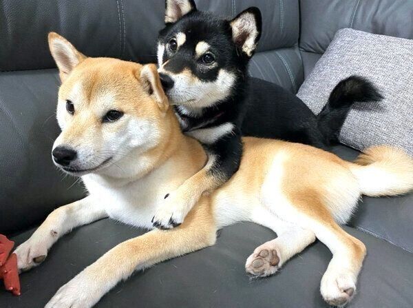 くっつく豆ちゃんと小豆ちゃん