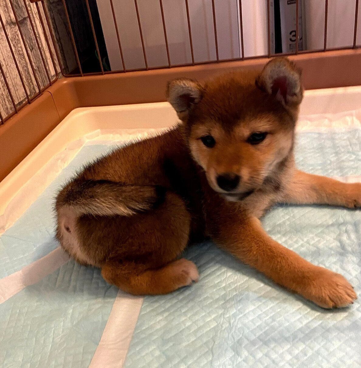 お迎え初日のおとちゃん