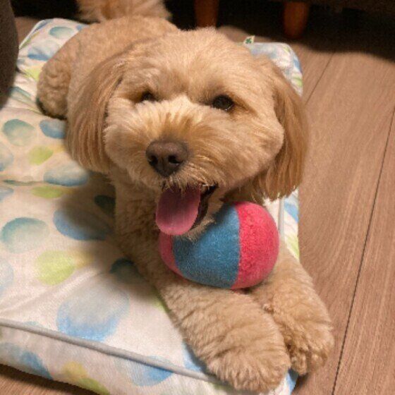 ボールで遊ぶ犬