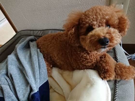 足をクロスしているベリーちゃん