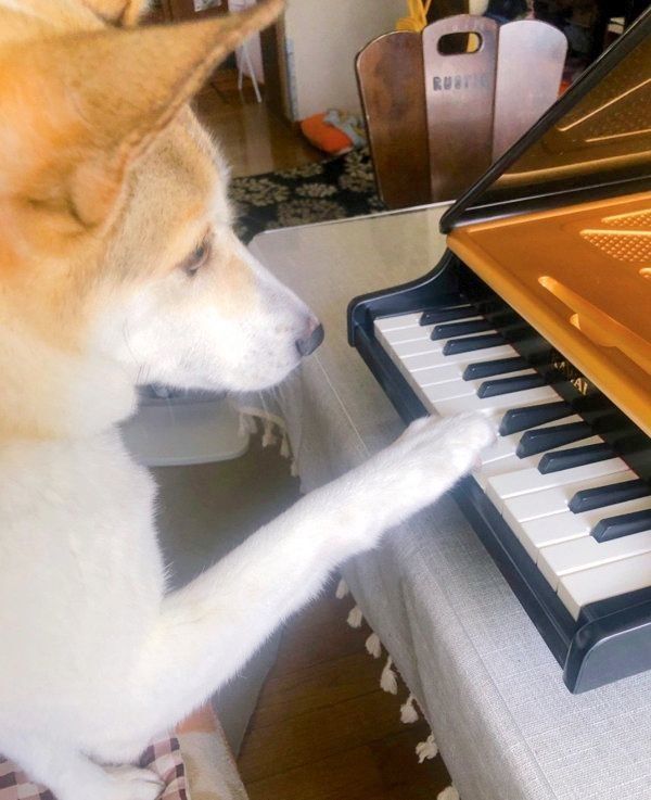 ピアノに触れるチャムちゃん