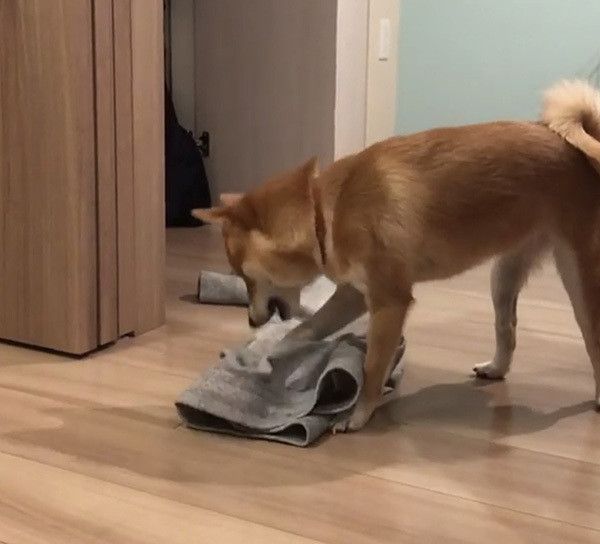 豆柴のにこちゃん